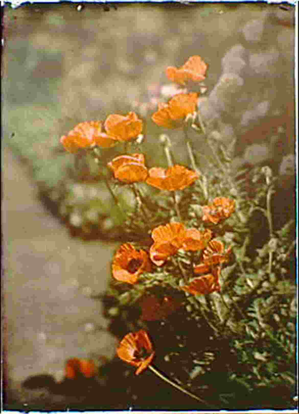 Arnold Genthe California Golden Poppies, Autochrome
